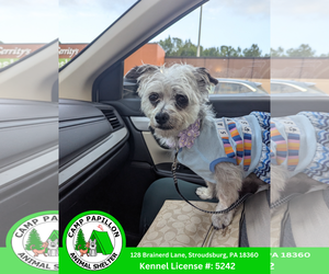 Mutt Dogs for adoption in Stroudsburg, PA, USA