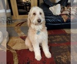 Small Photo #1 Aussie-Poo-Goldendoodle Mix Puppy For Sale in COMMERCE, MI, USA