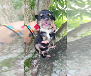 Mutt Dogs for adoption in Oakland Park , FL, USA