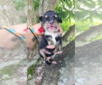 Sonny - Male Mutt Dog for Adoption - Small photo