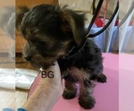 Small Photo #6 Yorkshire Terrier Puppy For Sale in NEWBURGH, IN, USA