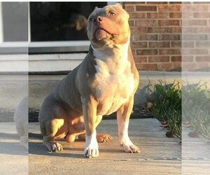 Father of the American Bully puppies born on 09/22/2022