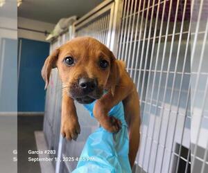 Mutt Dogs for adoption in San Antonio, TX, USA