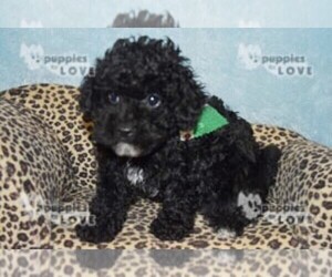 Medium Poodle (Toy)