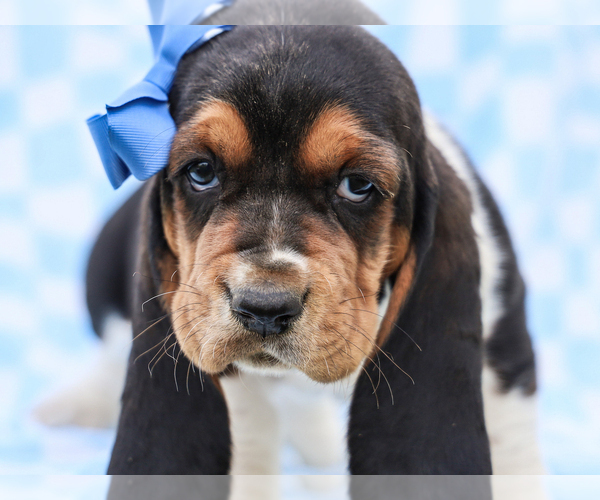 Medium Photo #4 Basset Hound Puppy For Sale in LIBERTY, KY, USA