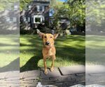 Small #4 German Shepherd Dog Mix