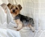 Small Photo #1 Yorkshire Terrier Puppy For Sale in GLENDALE, AZ, USA