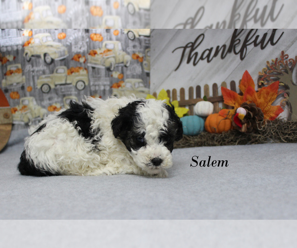 Medium Photo #11 Poodle (Toy) Puppy For Sale in CHANUTE, KS, USA