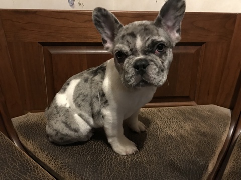 Medium Photo #4 French Bulldog Puppy For Sale in MENTOR, OH, USA