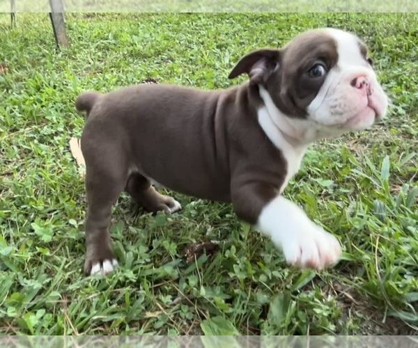 Medium Photo #9 Olde English Bulldogge Puppy For Sale in ADAMSVILLE, AL, USA