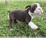 Small #8 Olde English Bulldogge