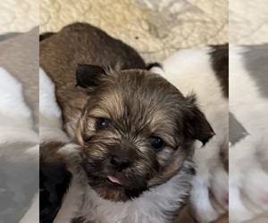 Shih Tzu-Shorkie Tzu Mix Puppy for sale in CRYSTAL RIVER, FL, USA