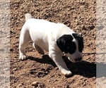 Small Photo #7 German Shorthaired Pointer Puppy For Sale in FLORISSANT, CO, USA