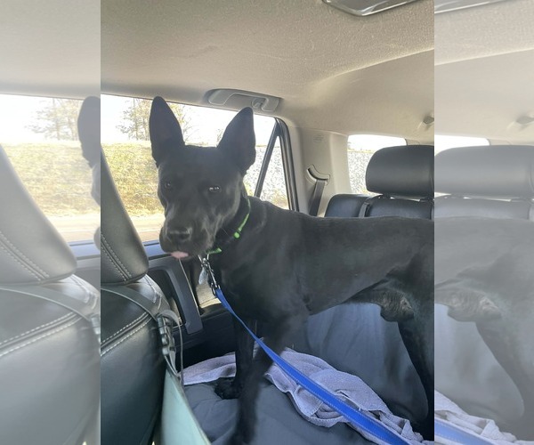 Medium Photo #2 American Pit Bull Terrier-German Shepherd Dog Mix Puppy For Sale in Munford, TN, USA