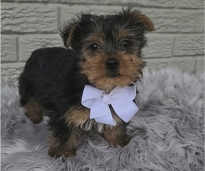 Medium Yorkshire Terrier