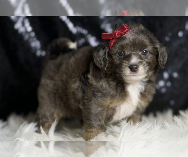 Medium Photo #4 Goldendoodle (Miniature) Puppy For Sale in WARSAW, IN, USA