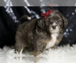 Small #3 Goldendoodle (Miniature)