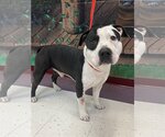 Small Photo #2 American Staffordshire Terrier-Unknown Mix Puppy For Sale in Euless, TX, USA