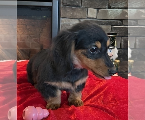 Medium Photo #16 Dachshund Puppy For Sale in NOBLESVILLE, IN, USA