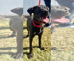 Small #4 Labrador Retriever Mix