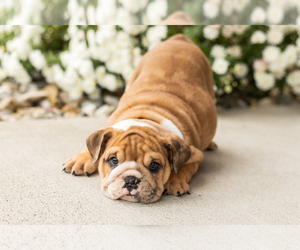 English Bulldog Puppy for sale in BOURBON, IN, USA