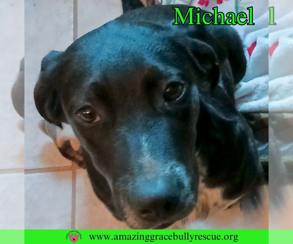 Medium Photo #11 Pointer-Unknown Mix Puppy For Sale in Pensacola, FL, USA