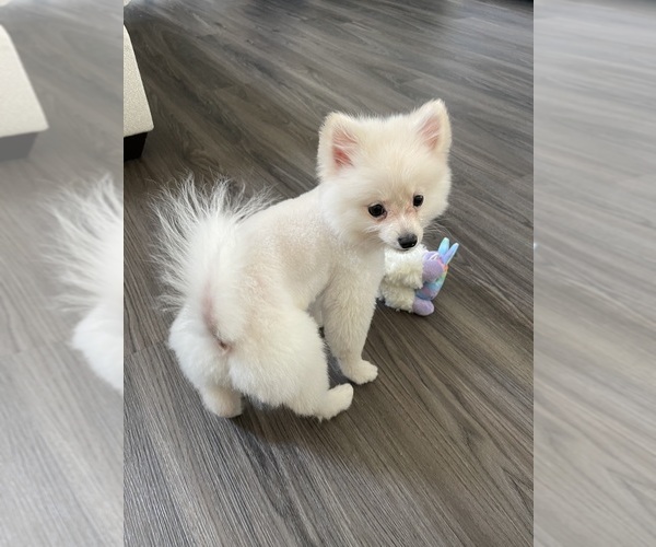 Medium Photo #1 Pomeranian Puppy For Sale in ROCHESTER HILLS, MI, USA