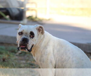 Manchas - Female Bull-Boxer Dog for Adoption - Photo #3