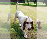 Small #4 Basset Hound
