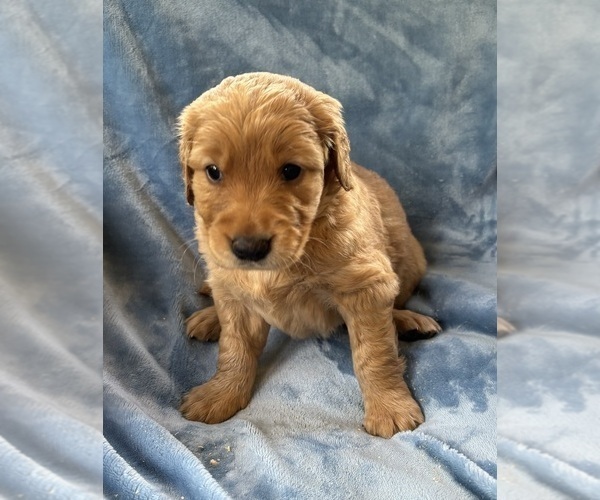 Medium Photo #3 Golden Retriever Puppy For Sale in CHIPPEWA FALLS, WI, USA