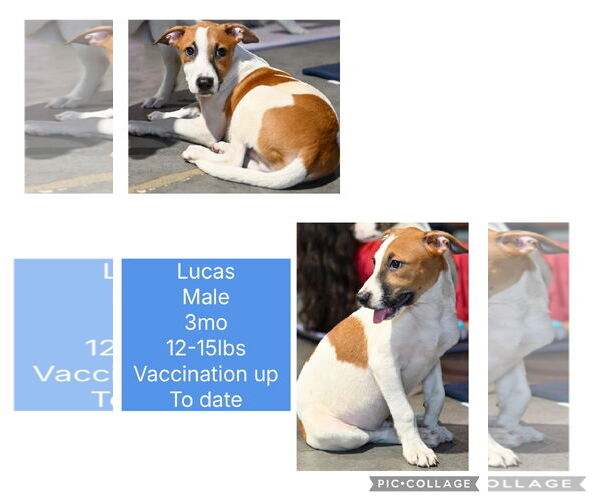 Medium Photo #2 Labrador Retriever-Unknown Mix Puppy For Sale in Virginia Beach, VA, USA