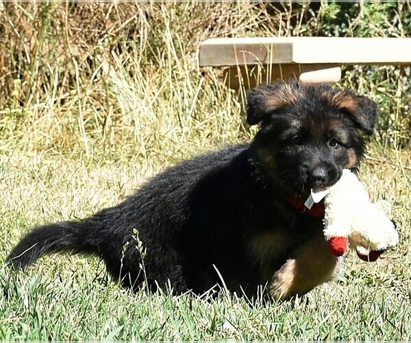 Medium Photo #13 German Shepherd Dog Puppy For Sale in MURRIETA, CA, USA