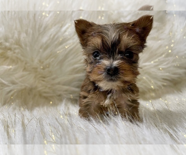 Medium Photo #2 Yorkshire Terrier Puppy For Sale in HAYWARD, CA, USA