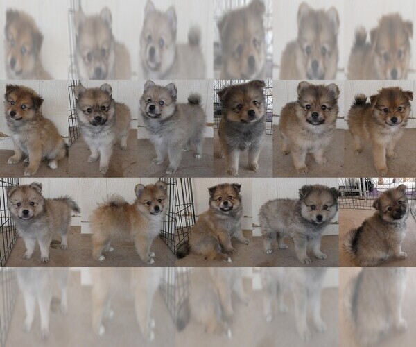 Medium Photo #1 Pomsky Puppy For Sale in PHOENIX, AZ, USA