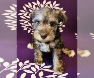 Schnauzer (Miniature) Puppy for sale in RADCLIFF, KY, USA