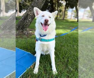 Gerberian Shepsky Dogs for adoption in Chula Vista, CA, USA