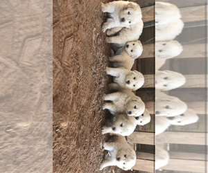 Great Pyrenees Puppy for Sale in OAKDALE, California USA