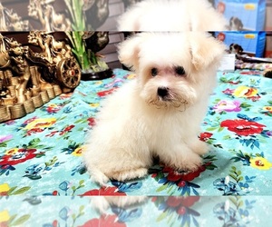 Maltese Puppy for sale in ARLINGTON, TX, USA