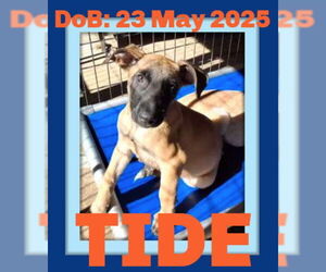 Mutt Dogs for adoption in Sebec, ME, USA