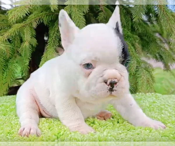 Medium Photo #6 French Bulldog Puppy For Sale in RENTON, WA, USA