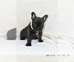 Puppy 9 French Bulldog