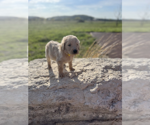 Medium Photo #2 Goldendoodle Puppy For Sale in GATESVILLE, TX, USA