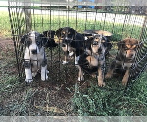 Miniature Australian Shepherd Dog for Adoption in MAYSVILLE, Oklahoma USA