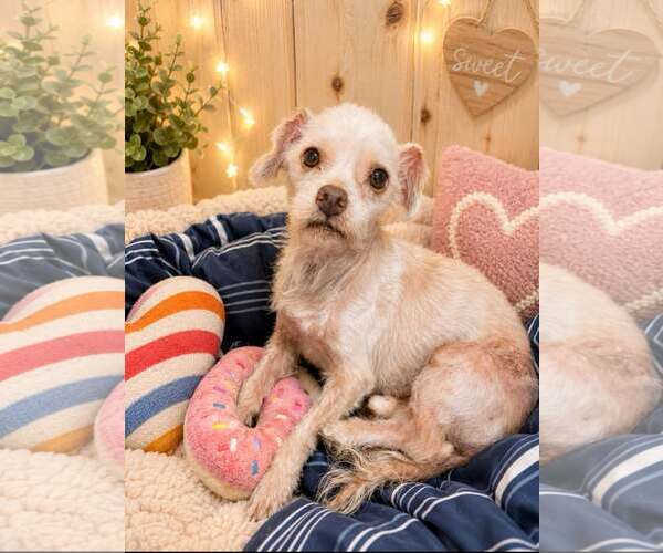 Medium Photo #2 Shih Tzu-Unknown Mix Puppy For Sale in Raleigh, NC, USA
