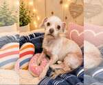 Small #1 Shih Tzu Mix