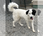 Small #2 Great Pyrenees
