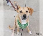 Small #7 Collie-Retriever  Mix