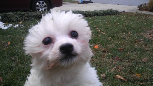 Medium Photo #14 Zuchon Puppy For Sale in BROOKEVILLE, MD, USA