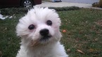 Small Photo #14 Zuchon Puppy For Sale in BROOKEVILLE, MD, USA