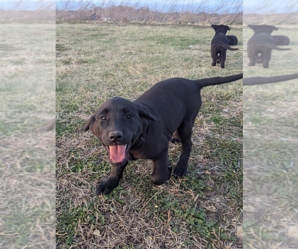 Medium Photo #6 Golden Labrador Puppy For Sale in CAMERON, MO, USA